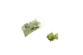 MOSS 15GRS LIGHT GREEN