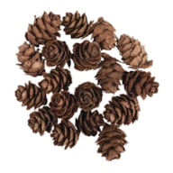 Fir cones, mini, 1.5-2cm, tab-bag 18 pieces