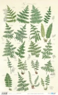 RICE PAPER 54X33CM BOTANIC PFY-14605