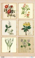 RICE PAPER 54X33CM BOTANIC PFY-14597