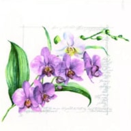 EMB. 20 GUARDANAPOS 33x33CM ORQUIDEAS 367836