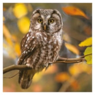 EMB. 20 GUARDANAPOS 33x33CM MOCHO 038501